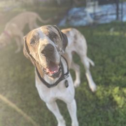 Great Danes from Madison’s Great Danes