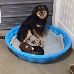 Miniature Australian Shepherd puppies from Beasley Acres Aussies