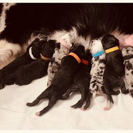 Aussiedoodle Puppies from Beachside Aussiedoodles