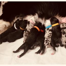 Aussiedoodle Puppies from Beachside Aussiedoodles