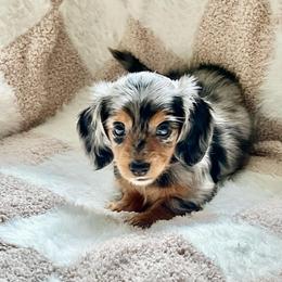 Sally - Dapple female Dachshund puppy in Floral City, Florida from Daisy's Doxies