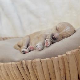 Shadow - Apricot male Cavapoo puppy in Arlington, Texas from Van Haselen Poodles and Doodles
