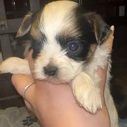 Dove - Piebald female Morkie puppy in Aliquippa, Pennsylvania from The Morkie Mom