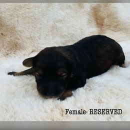 Aussiedoodle and Australian Shepherd Puppies from Homestead Aussies & Doodles