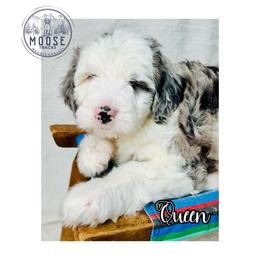 Queen - Merle female Bernedoodle puppy in Belleville, Michigan from Moose Tracks Bernedoodles