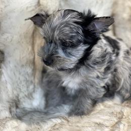 APRi registered Sky - Parti female Yorkshire Terrier puppy in Bennettsville, South Carolina from Cottonwood Maltese