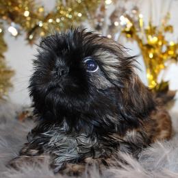 Boy 1 - Gold male Shih Tzu puppy in Craig, Colorado from Rocky Mountain Shih Tzus and Dry Creek Miniature Dachshunds
