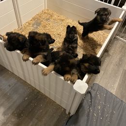 German Shepherd Puppies from Highland German Shepherds
