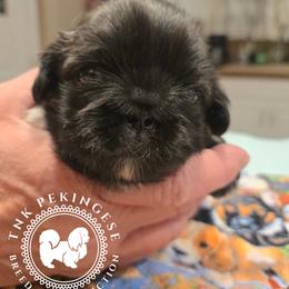 Noah - Fawn brindle male Pekingese puppy in Berwick, Pennsylvania from TnK Pekingese