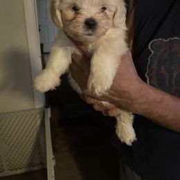 Boy 2 purple - White male Lhasa Apso puppy in Fort Worth, Texas from Sheri's Lhasa Apso Puppies