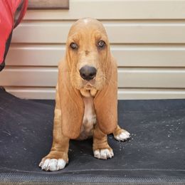 Tader Tot - Mahogany and white male Basset Hound puppy in Big Rapids, Michigan from Basket Hound Bassets