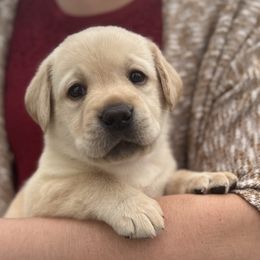 Gladys - Yellow female Labrador Retriever puppy in Rochester, New Hampshire from Merrydale Labradors
