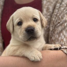 Gladys - Yellow female Labrador Retriever puppy in Rochester, New Hampshire from Merrydale Labradors