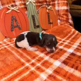 Lil chocolate - Piebald male Dachshund puppy in Roanoke, Alabama from Windsor Frenchie & Dachshunds