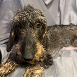 Flori - Dachshund
