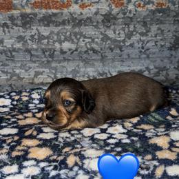 Male 2 - Sable male Dachshund puppy in Liberty, Mississippi from Liberty Oaks Aussies and Dachshunds