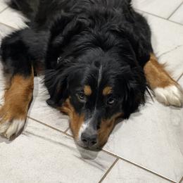 Isla - Bernese Mountain Dog
