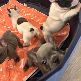 French Bulldog Puppies from Rockstar Kennel