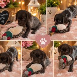 Yellow - Brown and gray female Wirehaired Pointing Griffon puppy in Maiden, North Carolina from Saint Barbara's Wirehaired Pointing Griffons