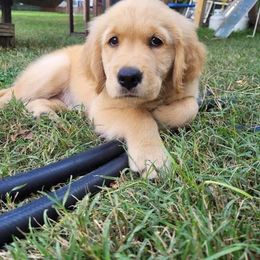 Golden Retriever puppies from Legacy Farm Goldens