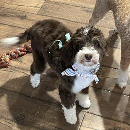 Cocco - Bernedoodle