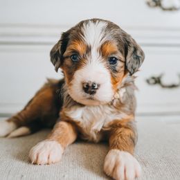 Bernedoodle Puppies from Barnyard 2 Backyard