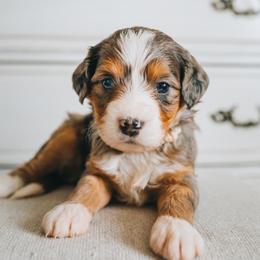 Bernedoodle Puppies from Barnyard 2 Backyard