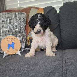 Patriot - Parti male Poodle puppy in Plainfield, New Jersey from Caris Paws Poodles and Labradoodles