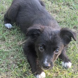 Boy 1 - male Australian Shepherd puppy in Whitsett, North Carolina from GOLDSTAR & HARDINS AUSSIES