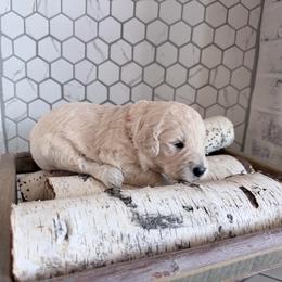 Eddie - Cream male Goldendoodle puppy in Mount Pleasant, Utah from Betty's Goldendoodles