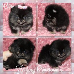 Jasmine - Black and tan female Pomeranian puppy in Anna, Texas from Fantasy Pomeranians & Fantasy Aussies