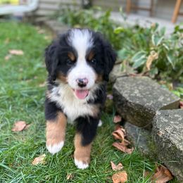 Purple Male Puppy - Black rust and white male Bernese Mountain Dog puppy in Toledo, Ohio from Baby Berners