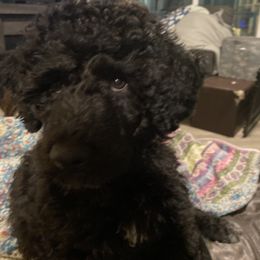 Portuguese Water Dog Puppies from PEJA PWDs