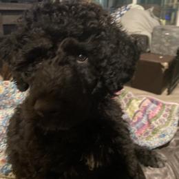 Portuguese Water Dog Puppies from PEJA PWDs