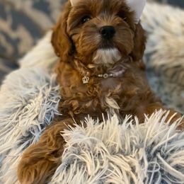 Cavapoo Puppies from Lebel Cavapoos