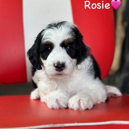 Rosie - Black tri-color female Aussiedoodle puppy in Lancaster, Minnesota from Finney Ranch