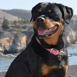 Rottweilers from Law Dogs Rotts