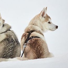 Schipperke and Siberian Husky Puppies from Yuki Ookami Show Kennel
