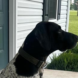 German Shorthaired Pointers from Cox Family Farms