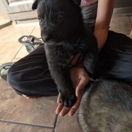 Yellow - Black male German Shepherd puppy in Luna, New Mexico from Von De León German Shepherds