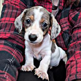 4 -Dapple piebald - Dapple female Dachshund puppy in Central Point, Oregon from MRS Long Dog Ranch