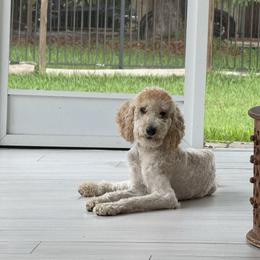 Sophie - Cream female Goldendoodle puppy in Davie, Florida from Daviegoldendoodles