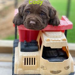 Labradoodle and Labrador Retriever Puppies from Castlegate Labs & Doodles