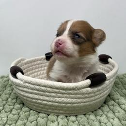 Mocha (sable bluie fluffy) - Sable female Pembroke Welsh Corgi puppy in Waco, Texas from The Comma Corgis