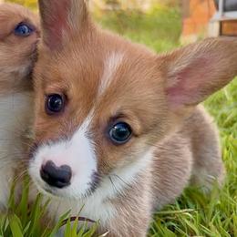 Male 1 - Red male Pembroke Welsh Corgi puppy in Mount Nebo, West Virginia from Summersville Corgis of Groves Farm