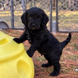 Waylon - Black and white male Cockapoo puppy in Ellaville Ga, Georgia from Lakeside Cockapoos