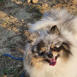 Princess - Pomeranian