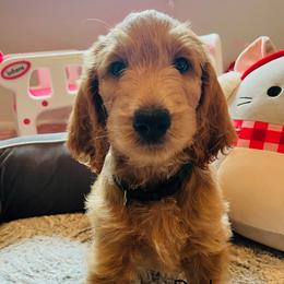 Dark Green - Cream male Goldendoodle puppy in Humble, Texas from Donna Bear and the Golden Doodles