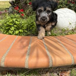 Maltipoo Puppies from Sunshine’s Maltipoo’s