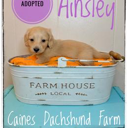 Ainsley - Cream female Dachshund puppy in Cincinnati, Ohio from Caines Dachshund Farm